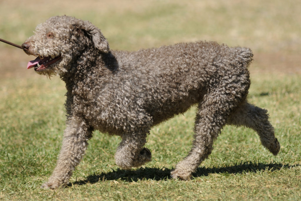 Perro de agua español