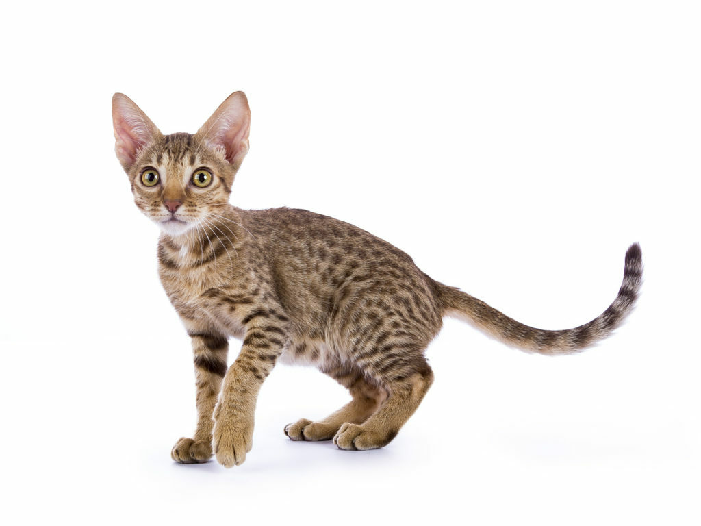 ocicat