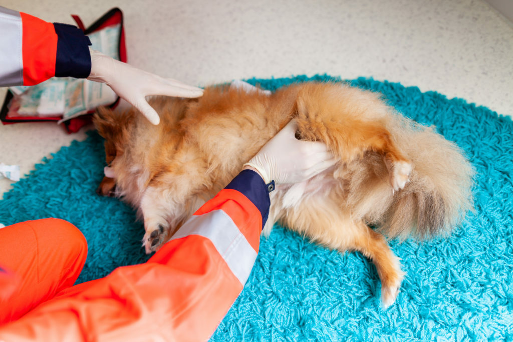 primeros auxilios para perros