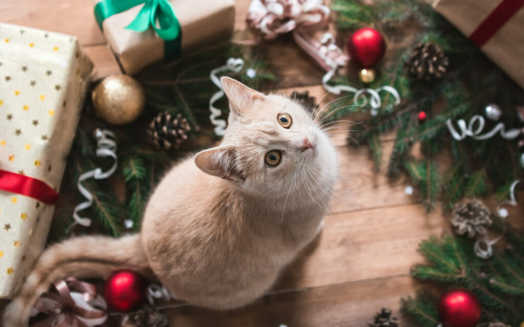 regalar un gato para Navidad