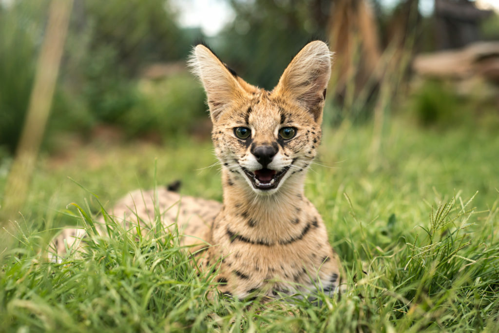 serval