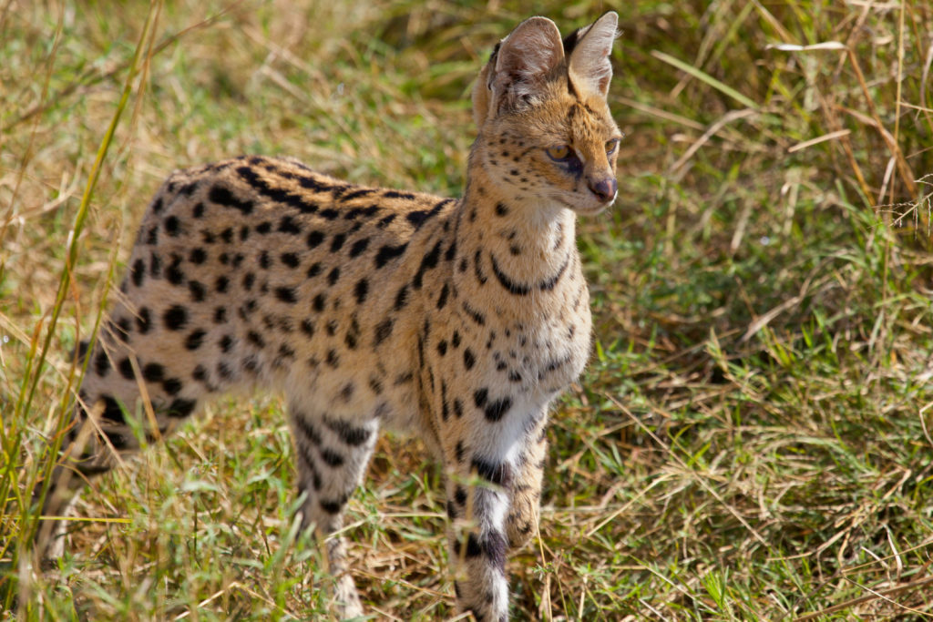 serval serval