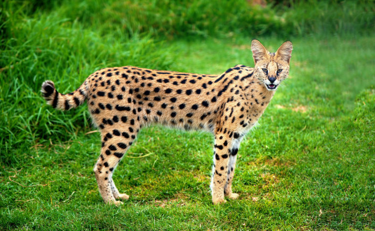 serval