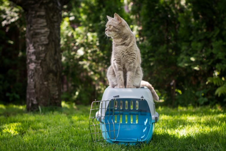 transportín para gatos