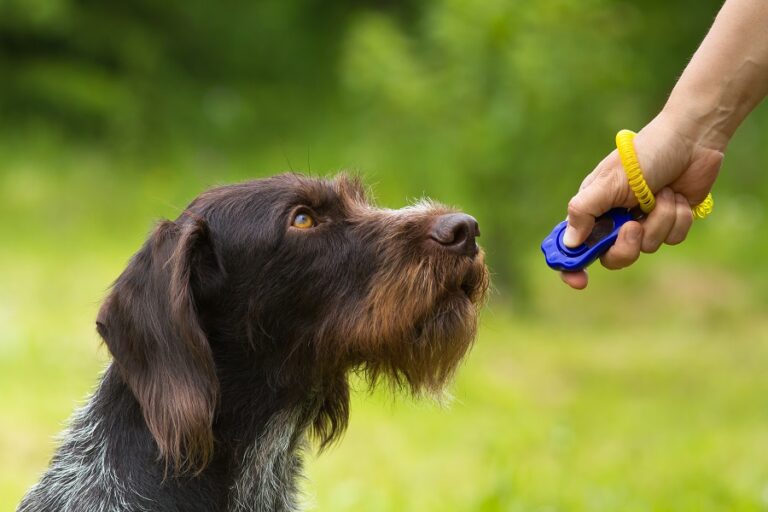 Adiestramiento con clicker para perros