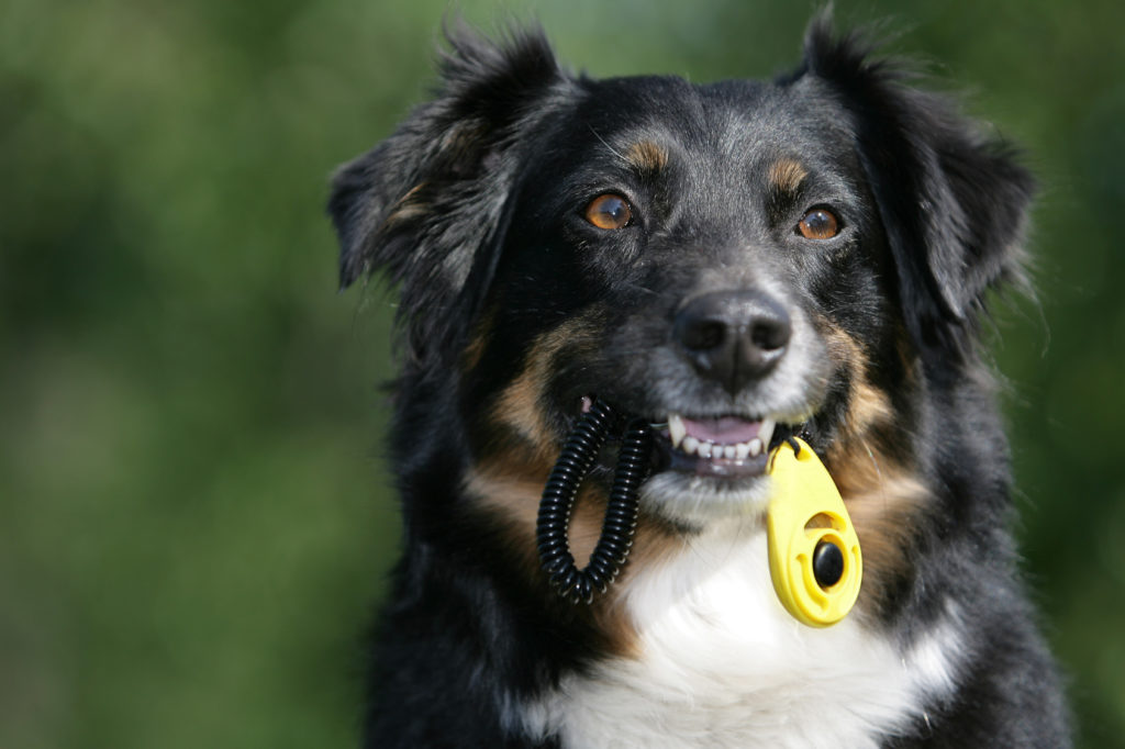 Adiestramiento con clicker para perros