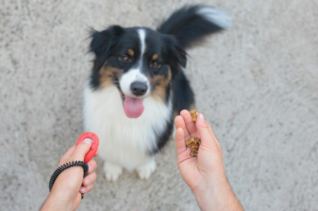 Adiestramiento con clicker para perros