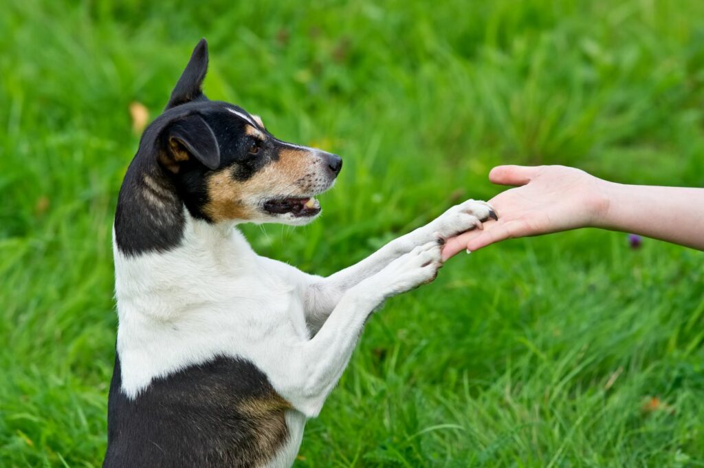 Adiestramiento con clicker para perros