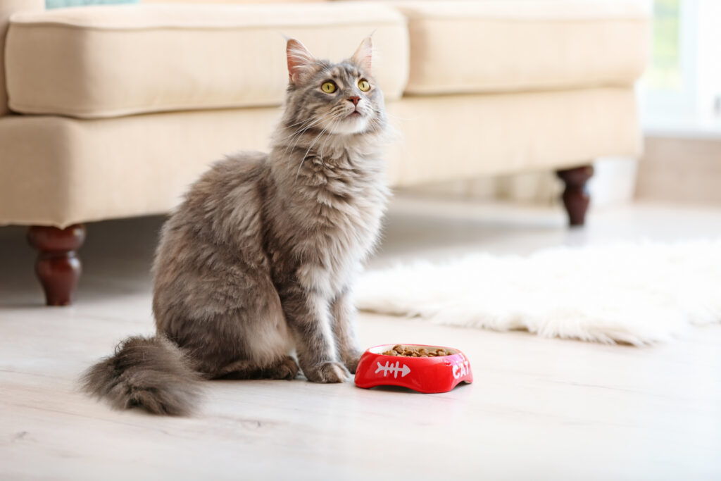 Adorable Maine Coon cat near bowl with food at home. Space for text Appetitlosigkeit bei Katzen