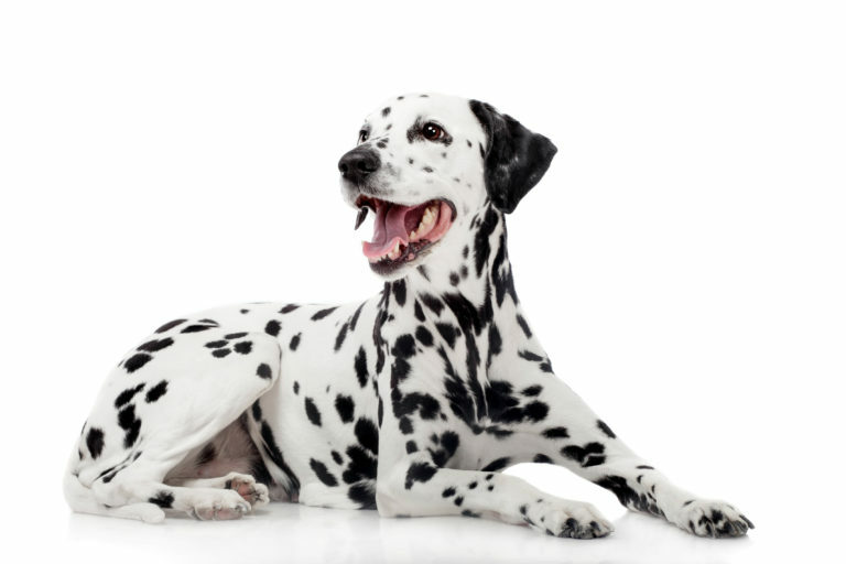 dalmata