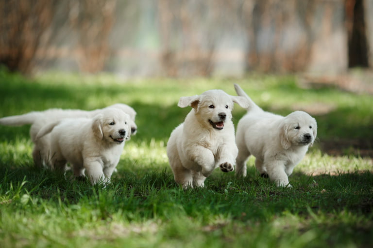 escuela para cachorros