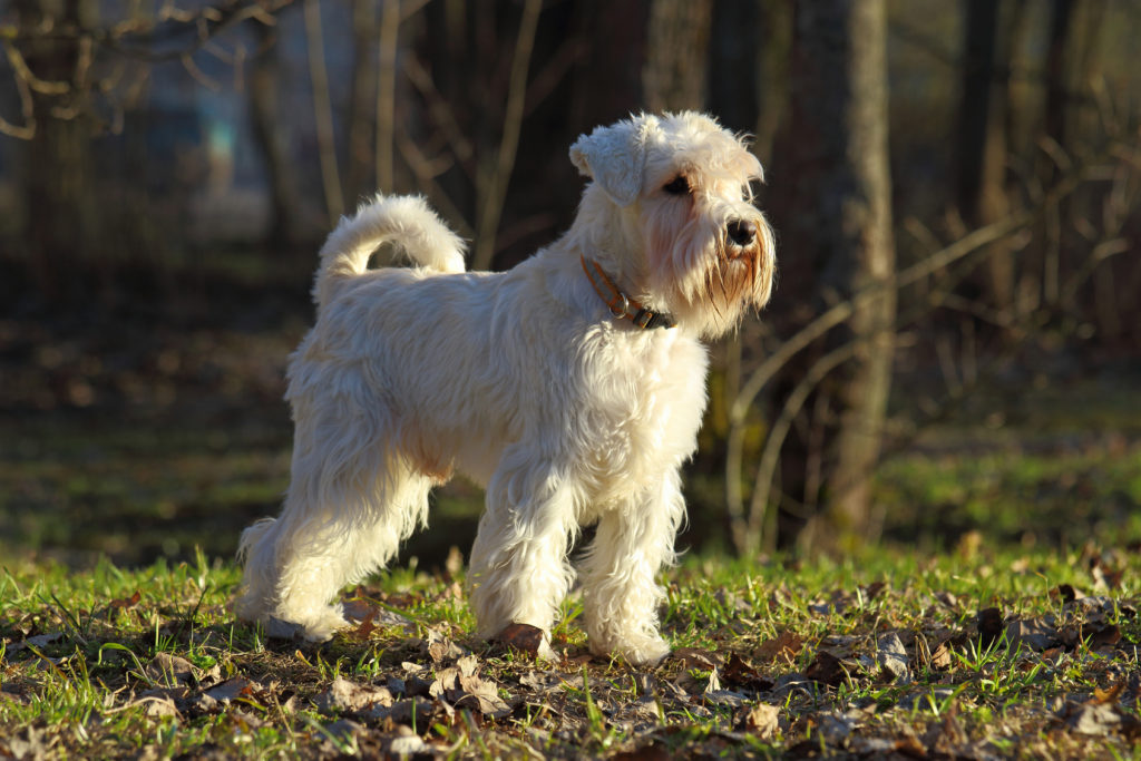 Schnauzer miniatura