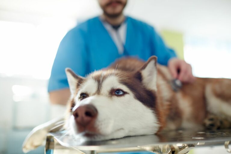 Superposición Persona Escuchando Vómitos en perros: causas y tratamiento | zooplus