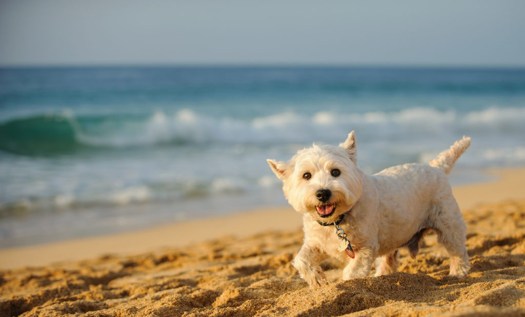 West highland white terrier