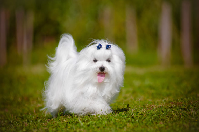Bichón maltés zooplus Bichón maltés zooplus