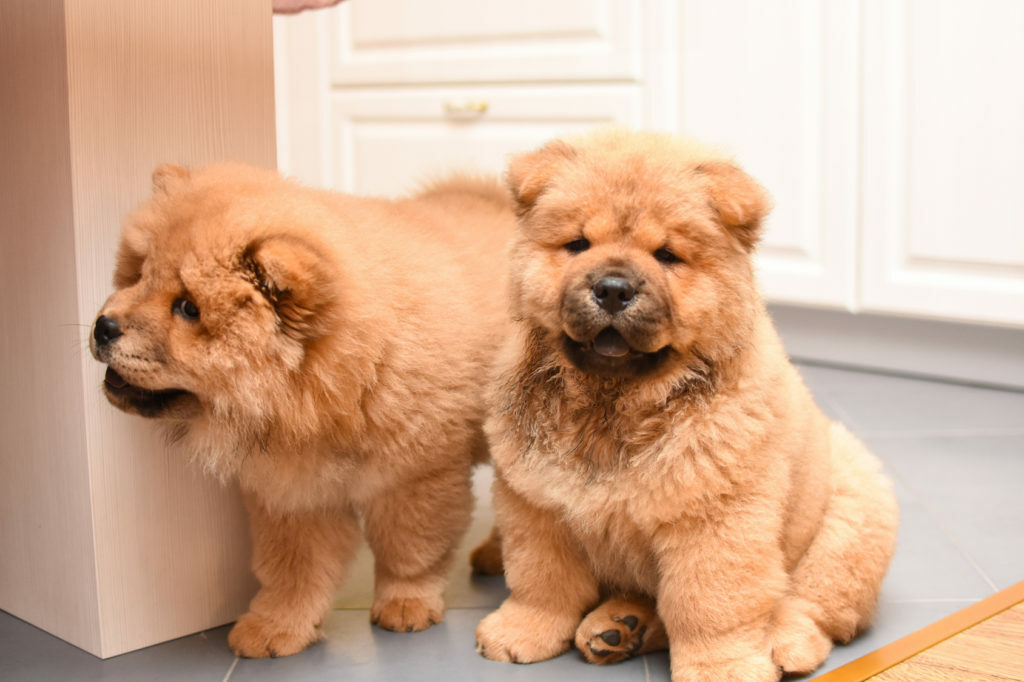 chow chow chow chow