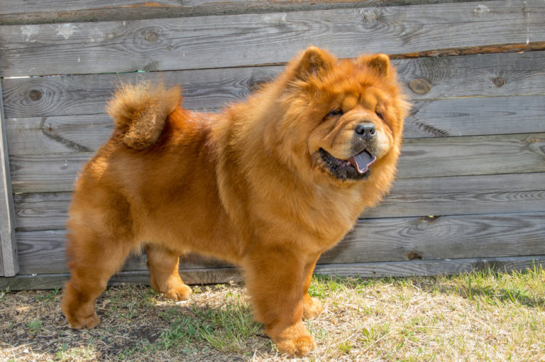 Chow chow | zooplus Magazine