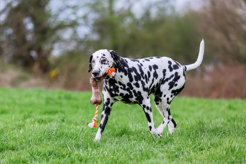 dalmata