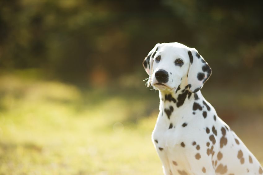 dalmata