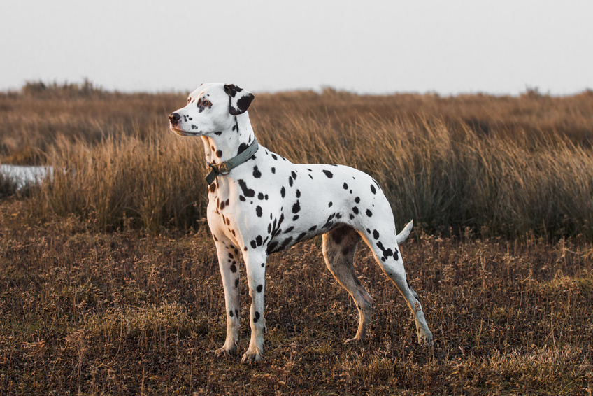 dalmata