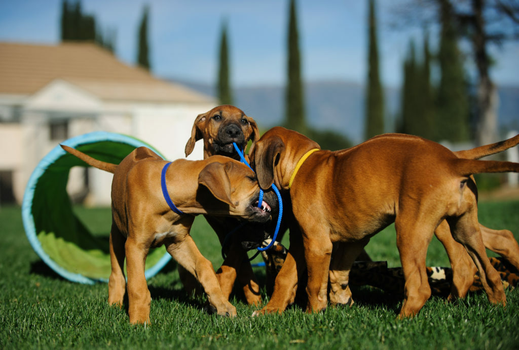 escuela para cachorros