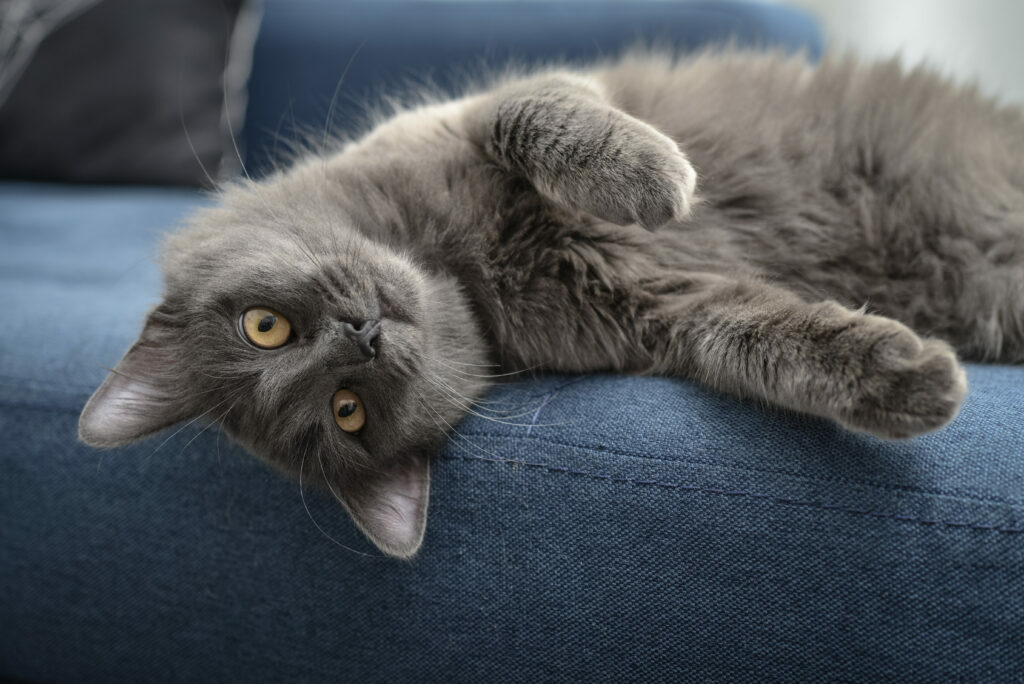 Perth preocupación preposición Gato nebelung | zooplus