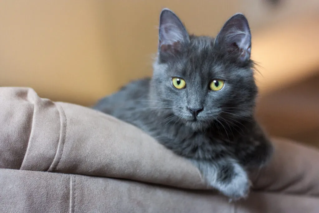 gato nebelung