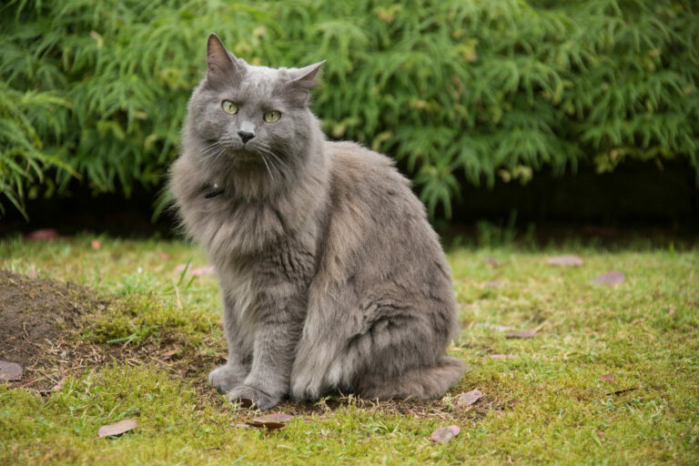 Taller/galería de Trigo Gato-nebelung-768x512