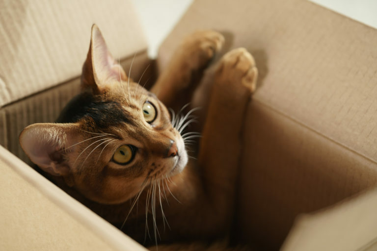 mudanza con gatos mudanza con gatos