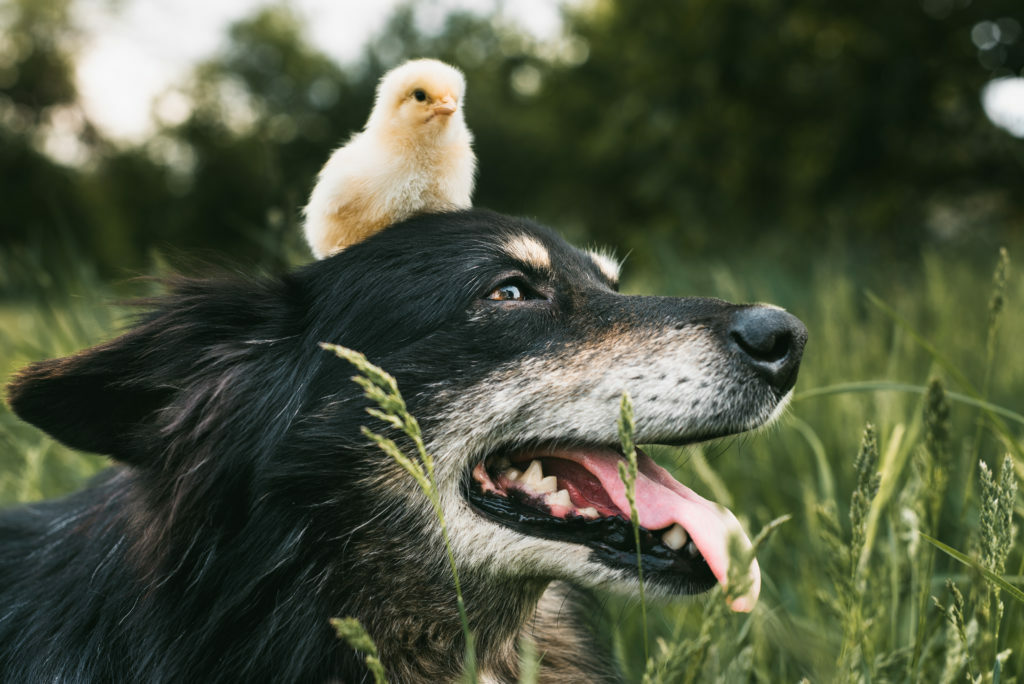 perros y pájaros juntos