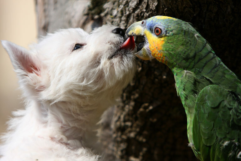 perros y pájaros juntos