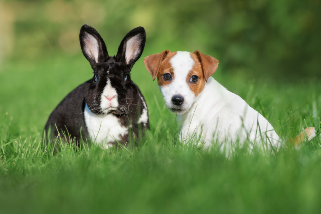 perros y roedores juntos