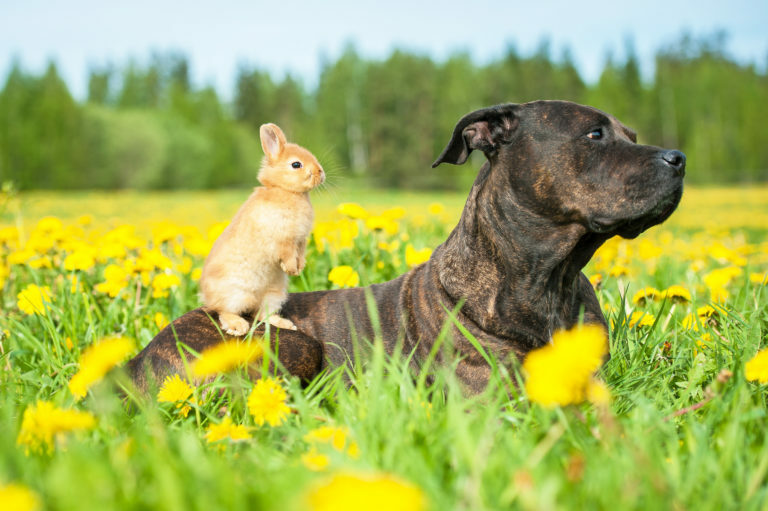 perros y roedores juntos