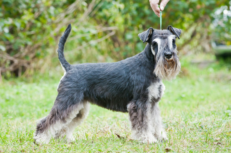 schnauzer miniatura