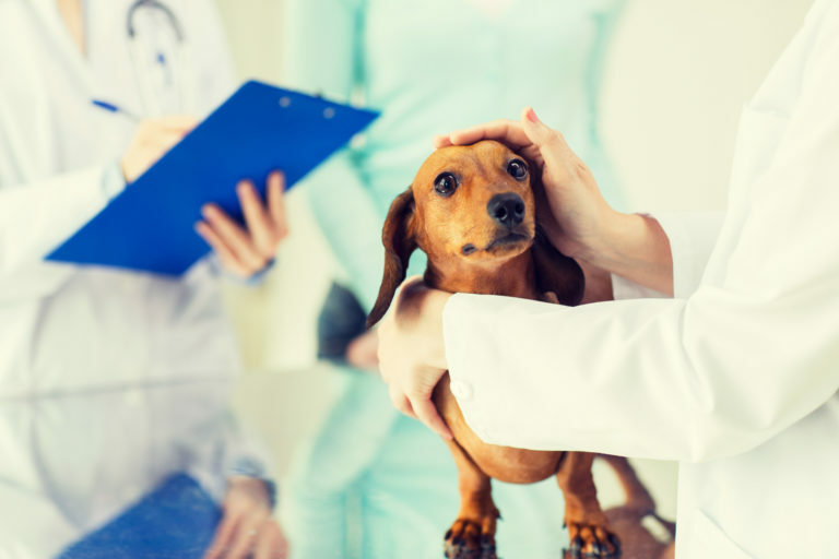 vómitos en perros vómitos en perros