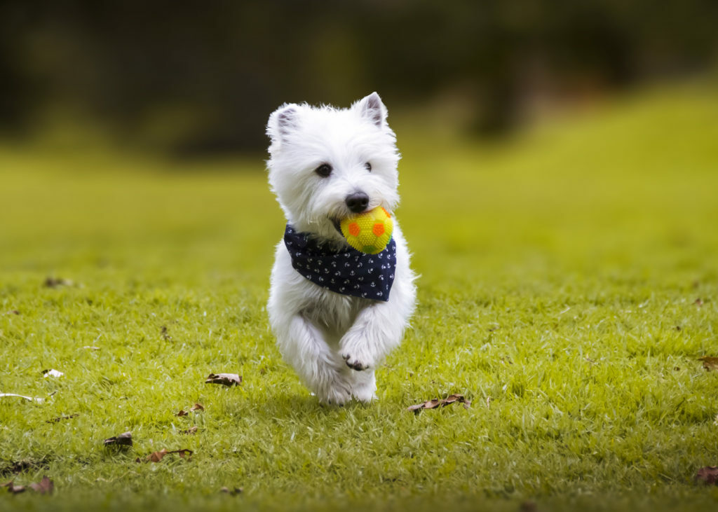 west highland white terrier west highland white terrier