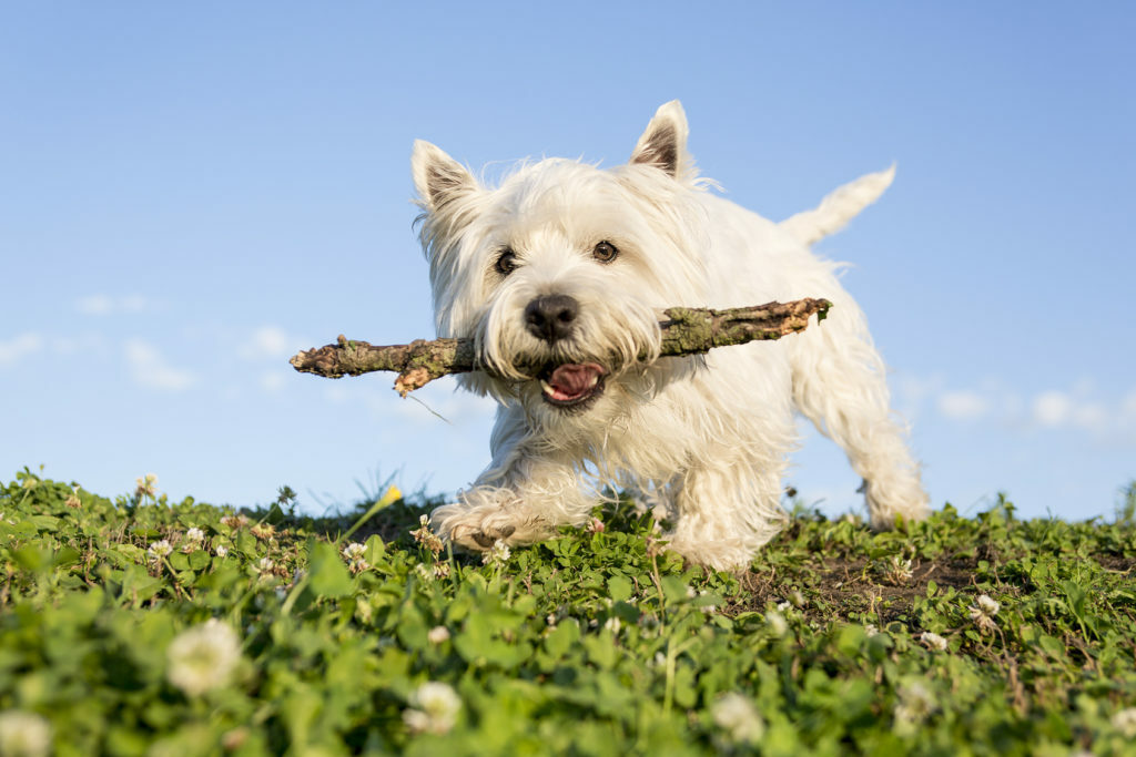 west highland white terrier west highland white terrier