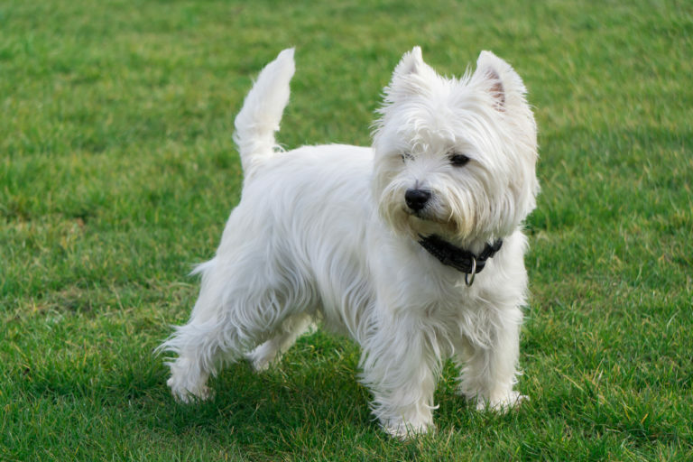 west highland white terrier