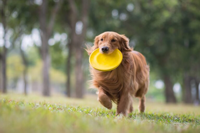 Frisbee para perros