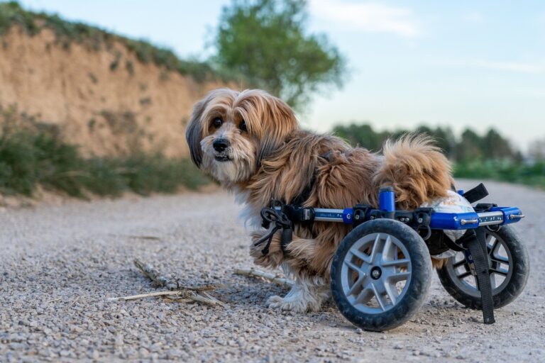 Hernia discal en perros