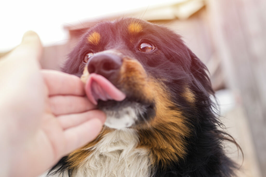Por qué mi perro me lame Por qué mi perro me lame