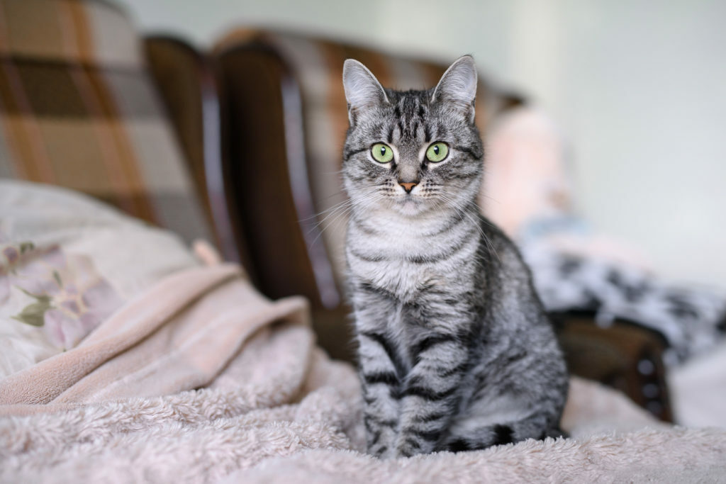 american shorthair