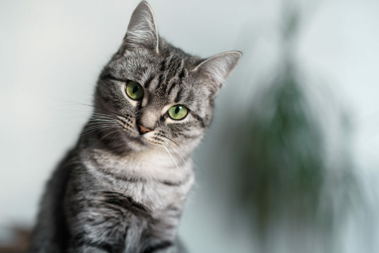 american shorthair