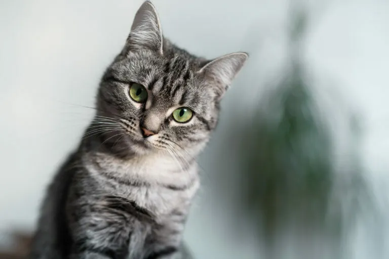 american shorthair