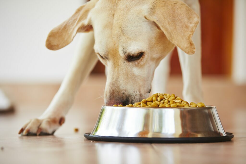 comida para perros enfermos