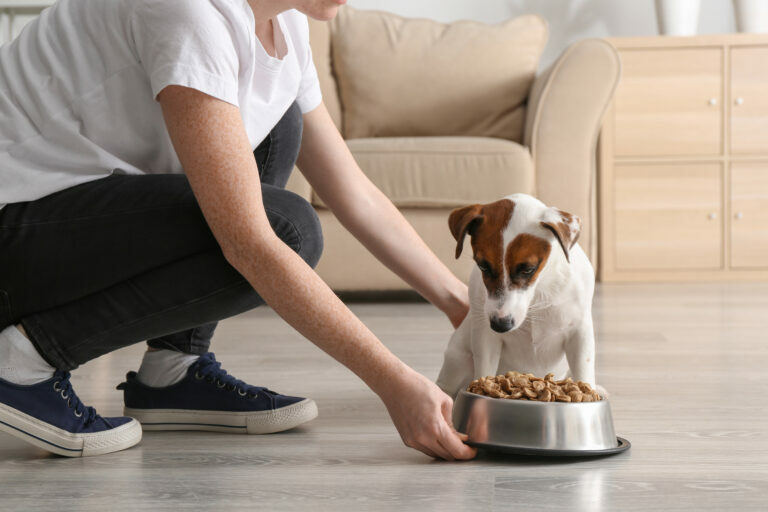 comida para perros enfermos