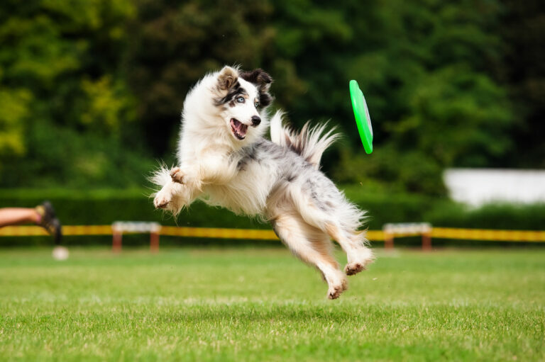 frisbee para perros