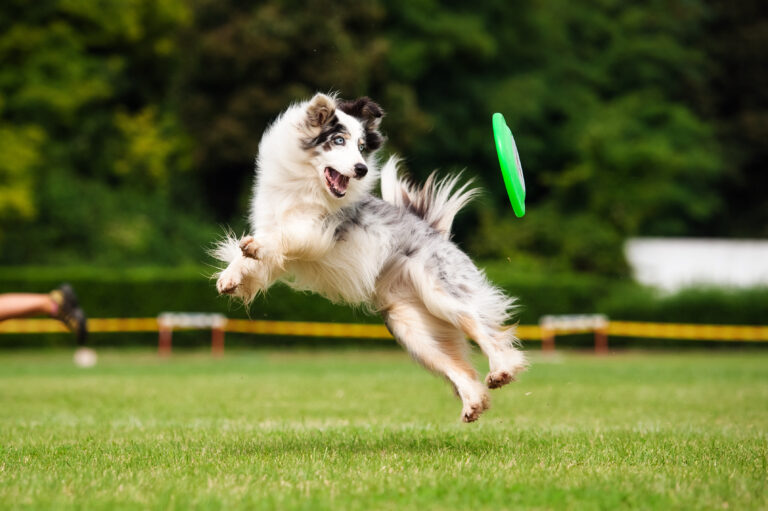 Disc Dog ¡Aprende todo sobre este deporte canino! zooplus