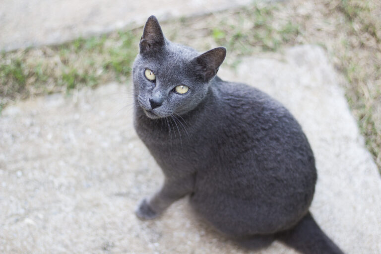 korat