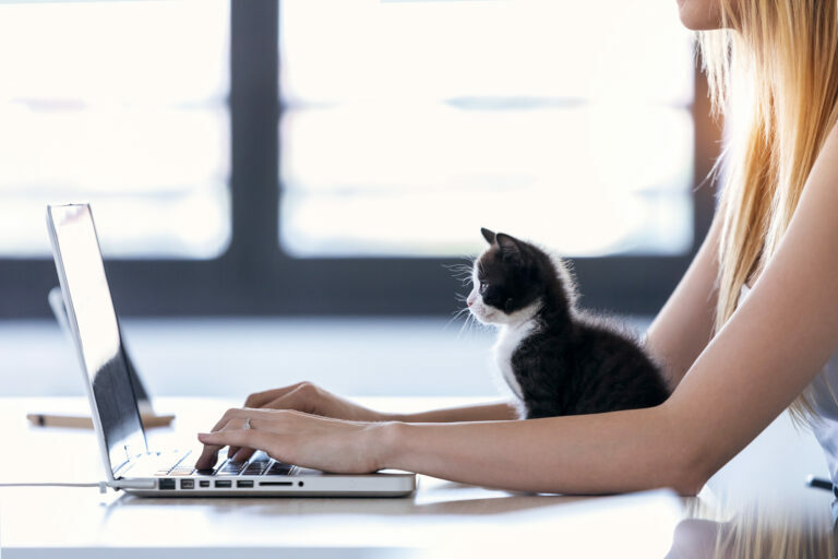 Trabajar desde casa con gatos